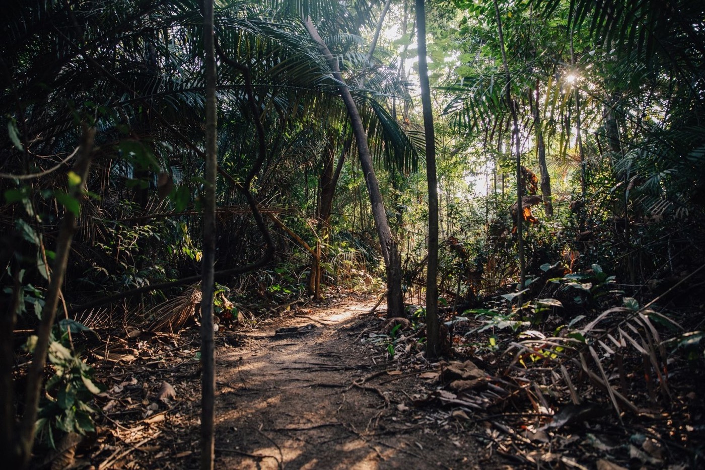 A shaded forest path at Bukit Dinding.