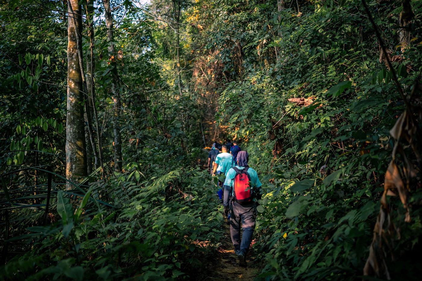 People walking along a forest trail at Bukit Dinding.
