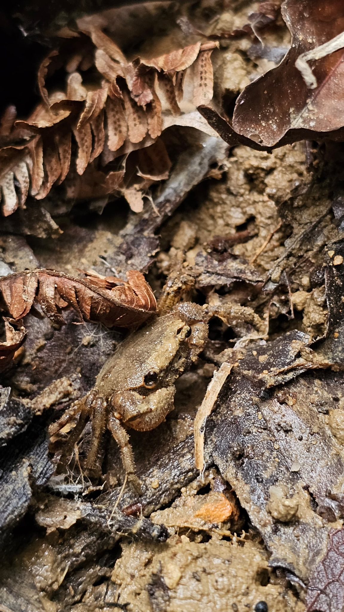 Small crab partly hidden among damp leaves at Bukit Dinding.