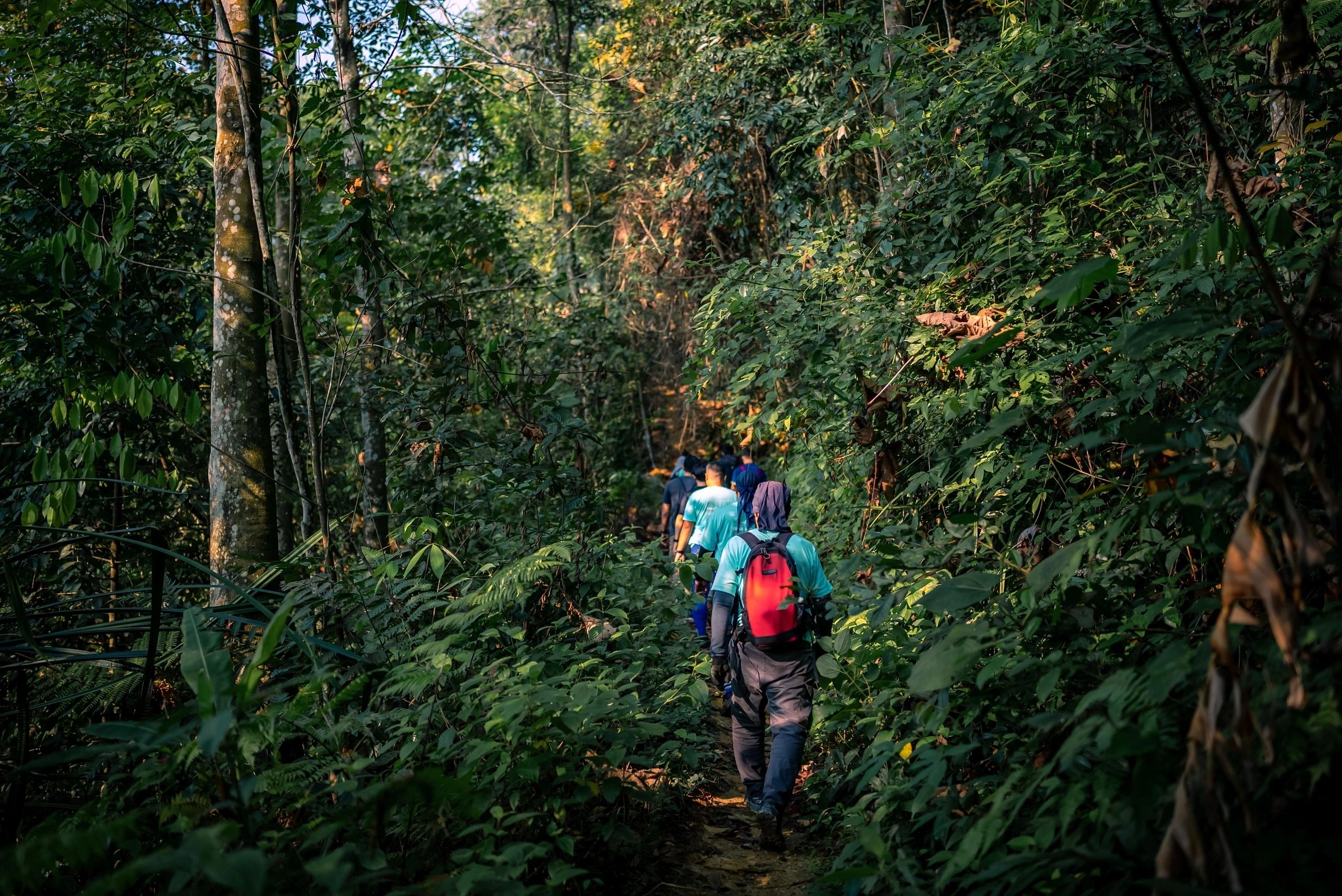Hikers moving through dense Bukit Dinding forest.