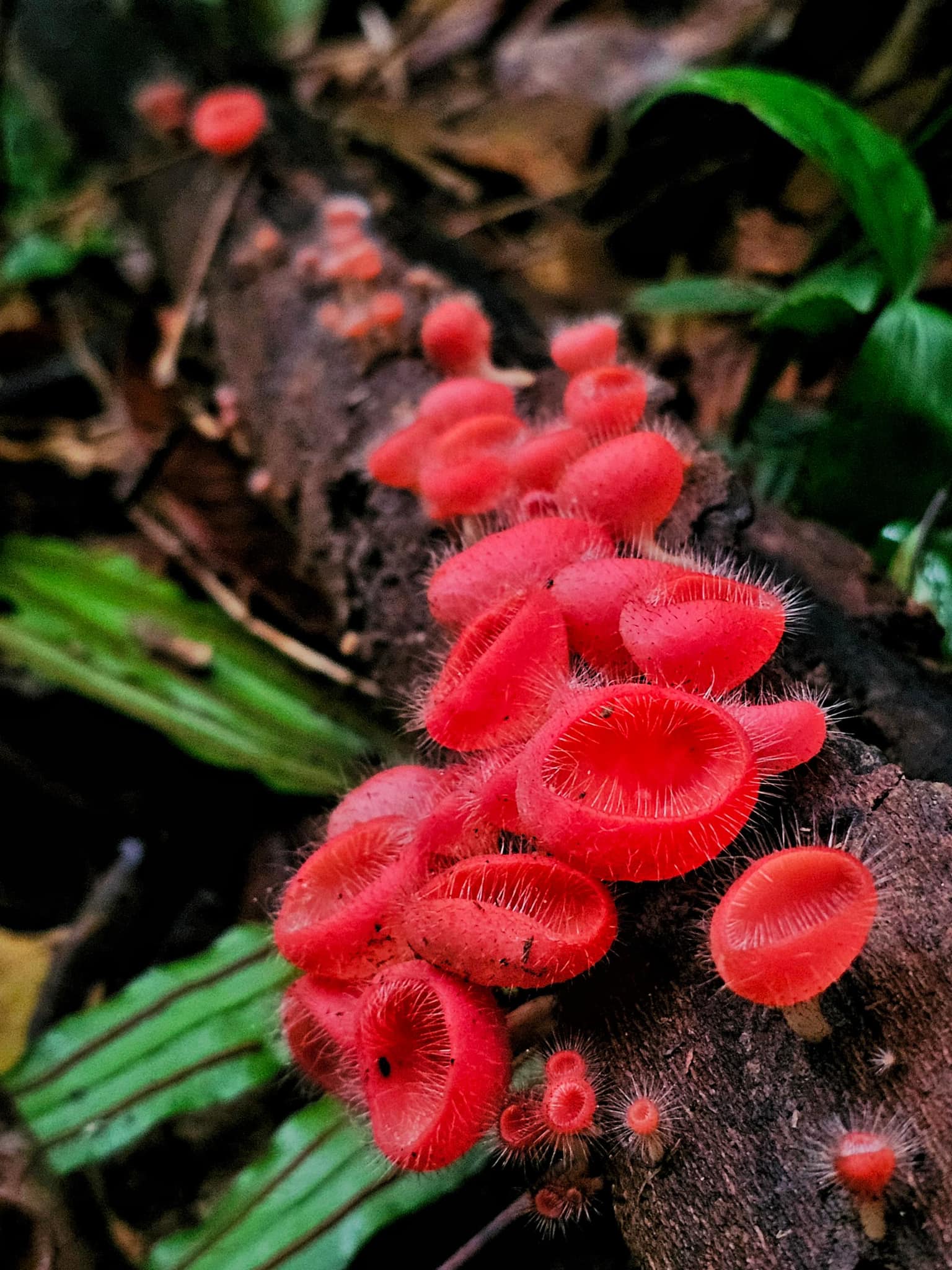 Bright red fungi growing on a fallen log at Bukit Dinding.