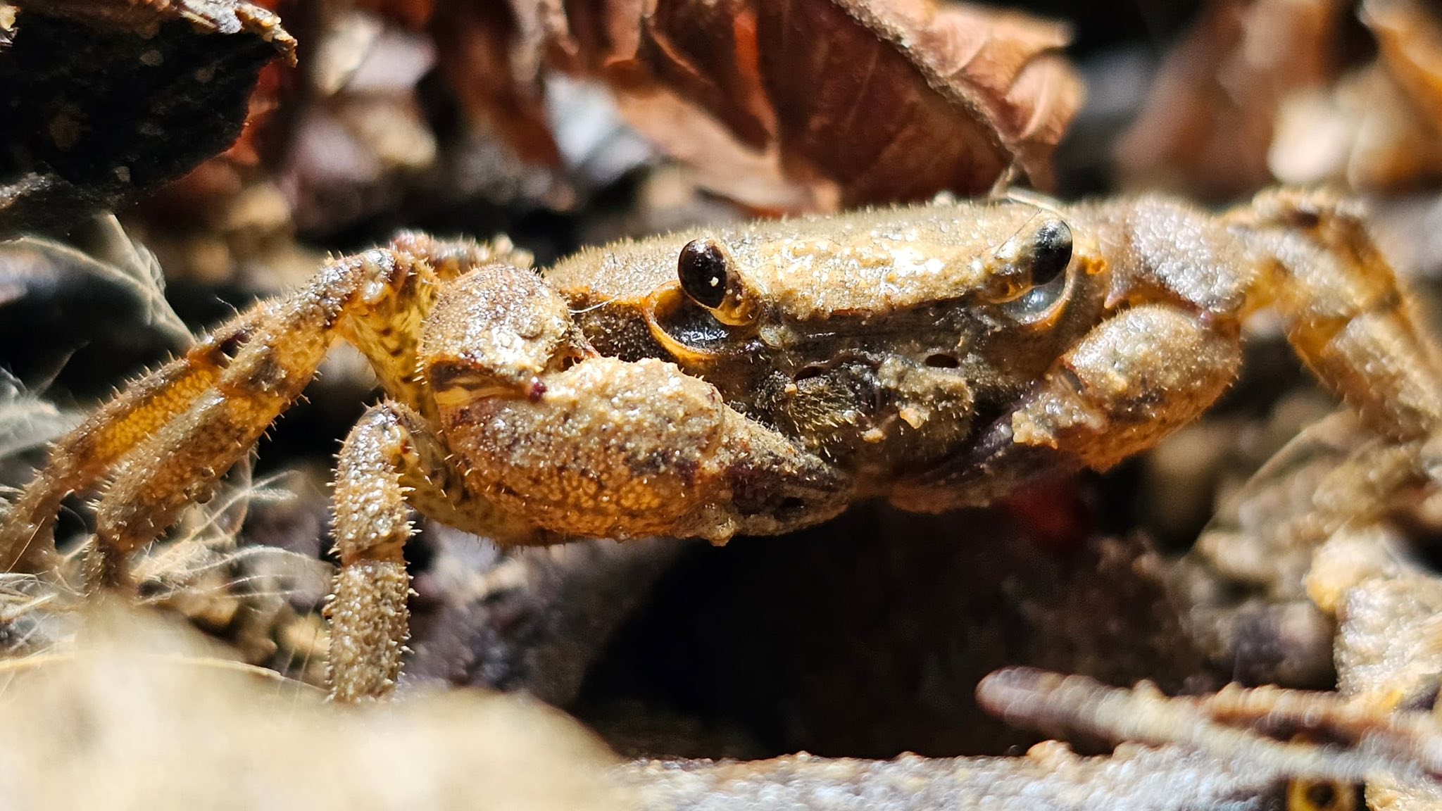 Close-up of a freshwater crab found in leaf litter at Bukit Dinding.