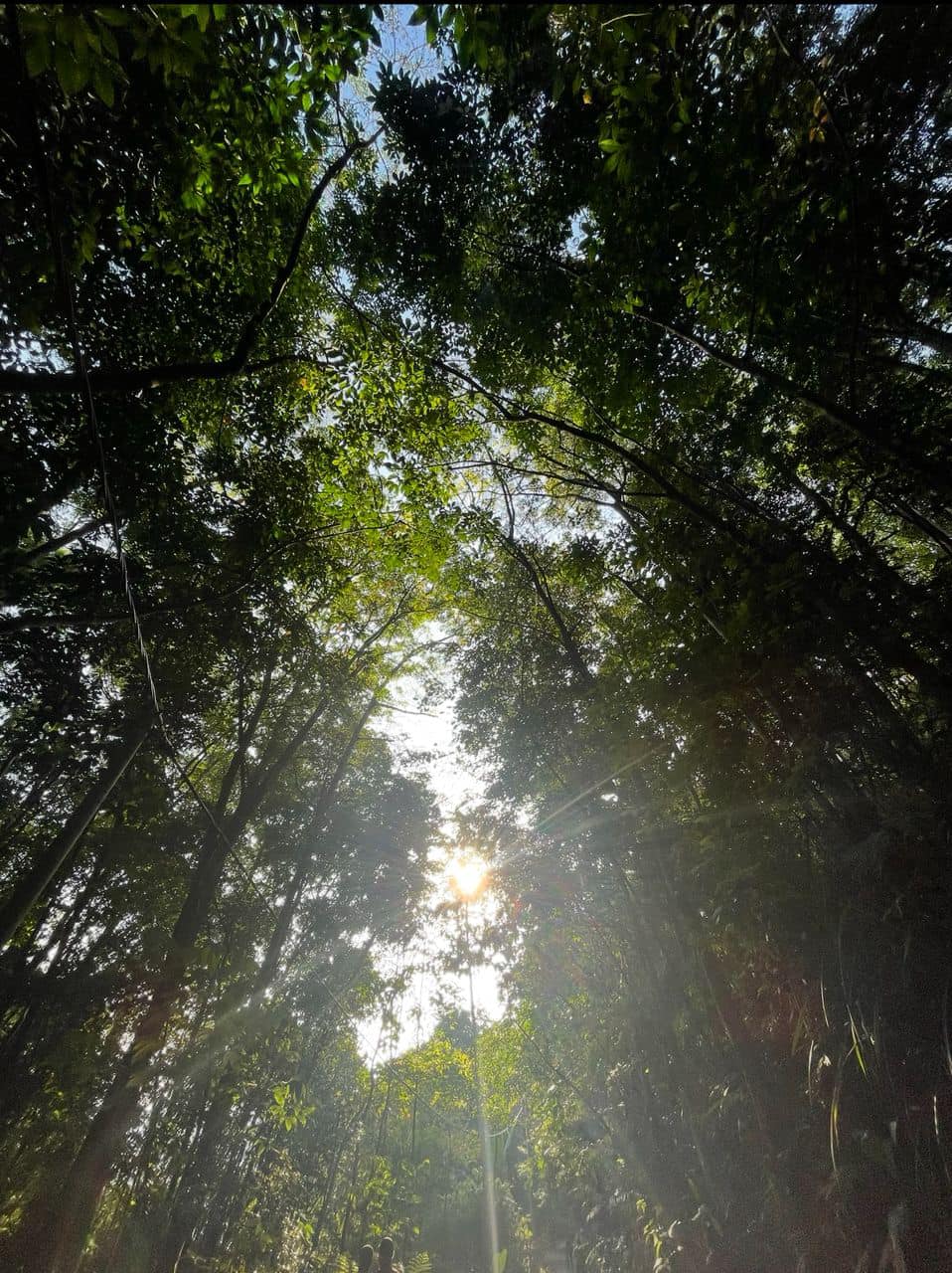 Sunlight filtering through the forest canopy at Bukit Dinding.