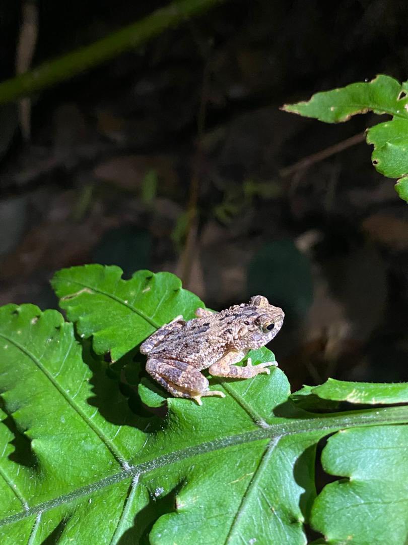 Small frog resting on a green leaf during field observation.