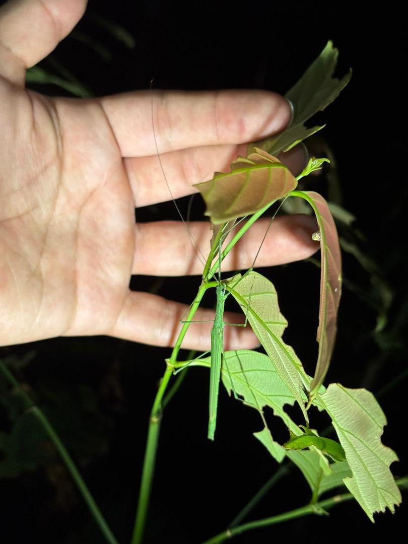 Green stick insect camouflaged among leaves during field observation.