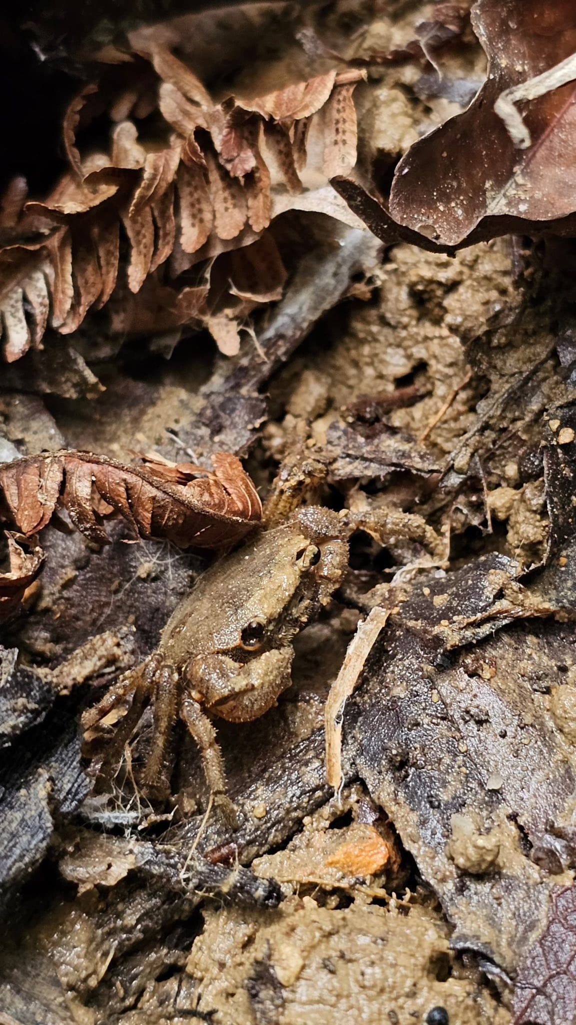 Small crab partly hidden among damp leaves at Bukit Dinding.