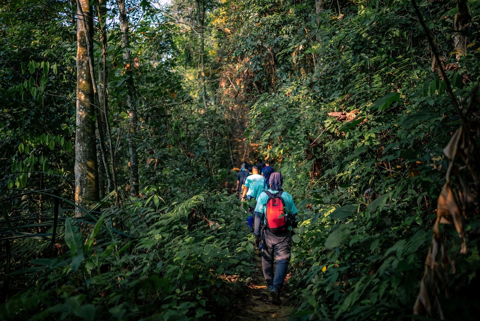 Hikers moving through dense Bukit Dinding forest.