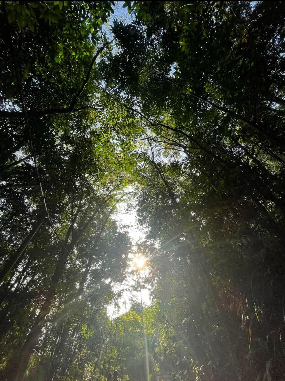 Sunlight filtering through the forest canopy at Bukit Dinding.